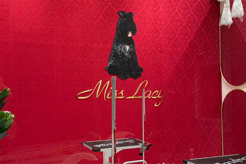 愛犬おしゃれ工房MissLacy ららぽーとTOKYO BAY