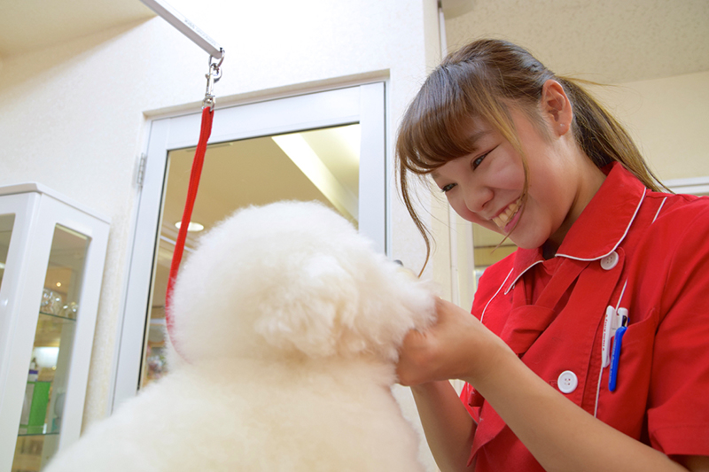 愛犬おしゃれ工房MissLacy 世田谷等々力